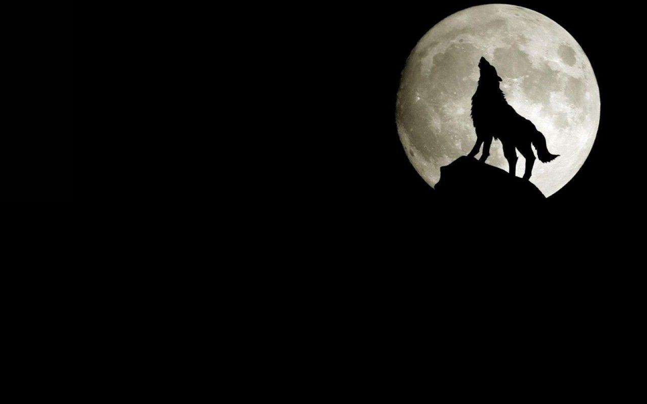 1280x800 Cool Black Wolf Wallpaper 1280x800 px