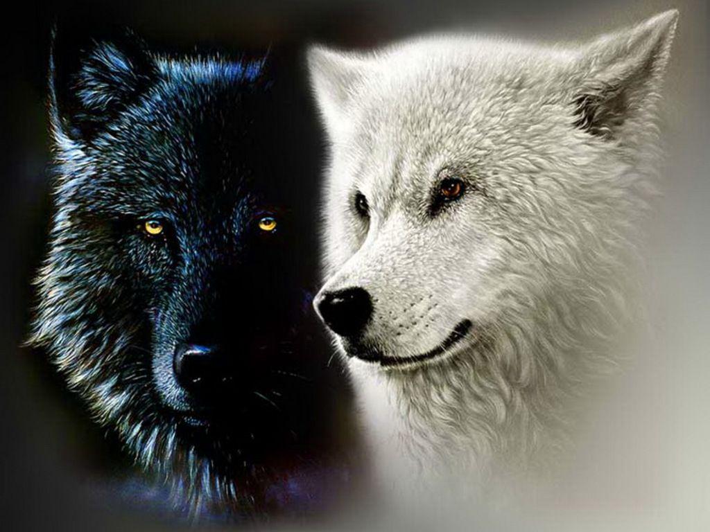 1024x768 Black and White Wolf Wallpaper 21570902