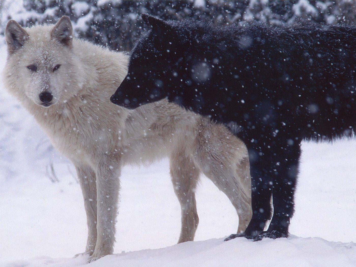 1400x1050 Black And White Wolf 36 Wide Wallpaper
