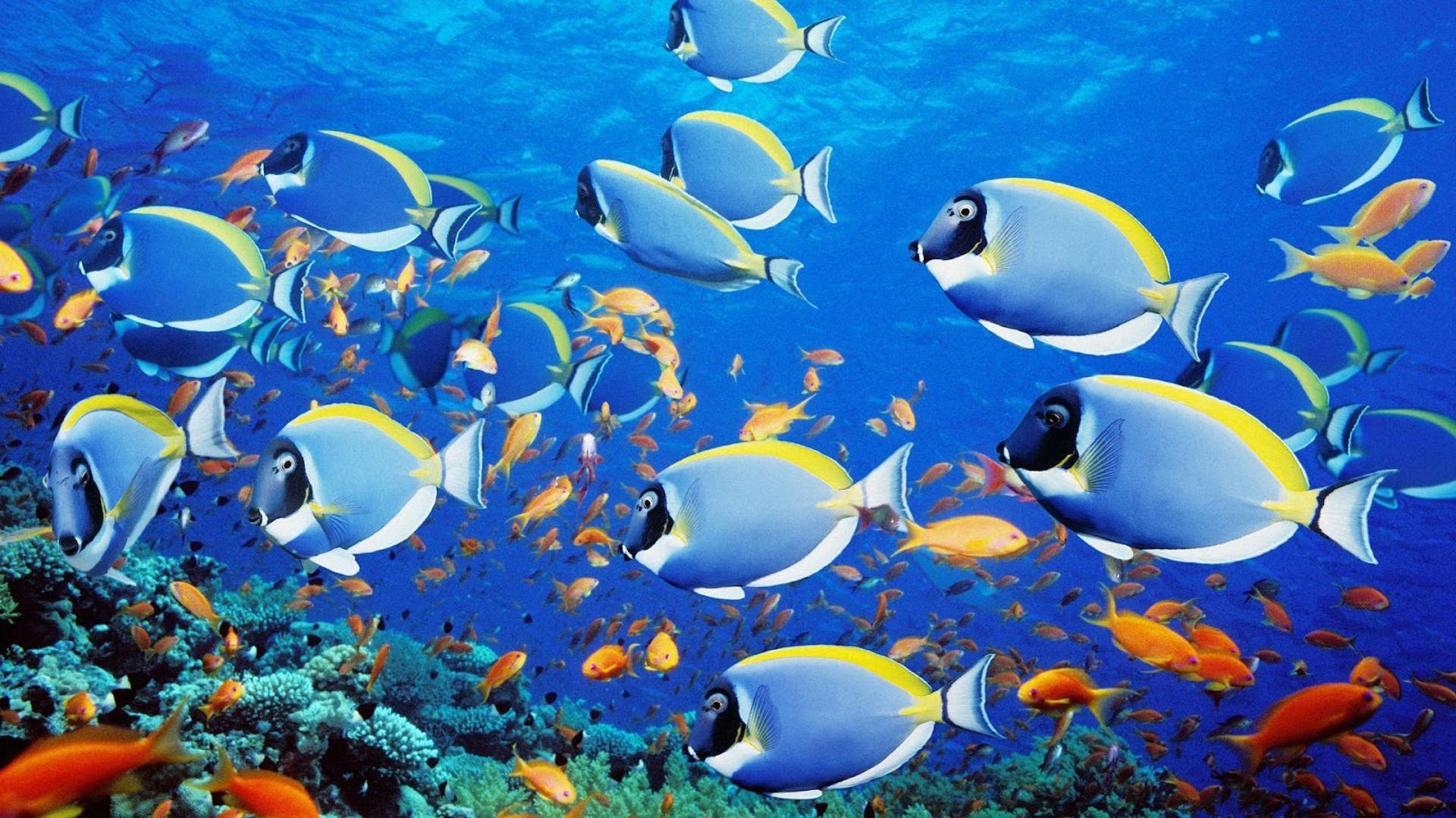 1920x1080 Beautiful Fish Photo. Download Free Desktop Wallpaper