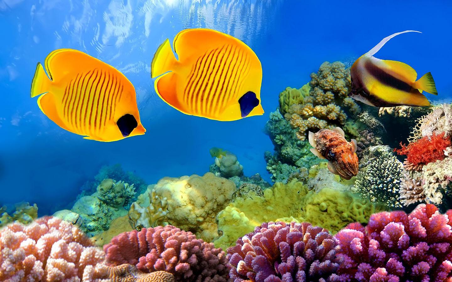 1440x900 Beautiful Fish Wallpaper Top Hdq Fish Image, Wallpaper