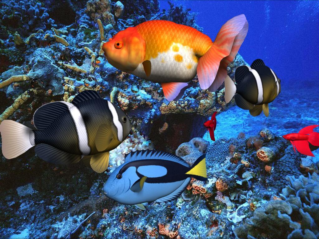 1024x768 Tropical Fish Wallpaper 16 X 768