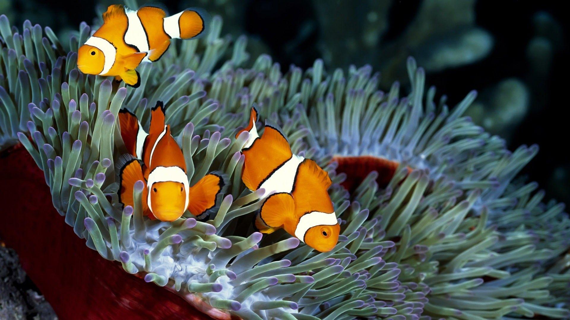1920x1080 Saltwater Fish Wallpaper