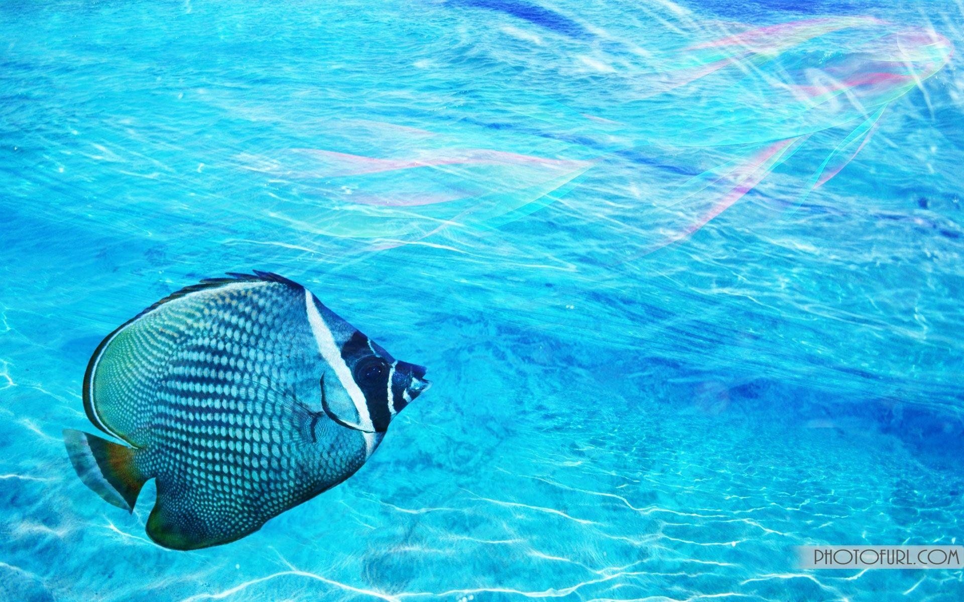 1920x1200 Top Tropical Fish Desktop Wallpaper FULL HD 1080p For PC