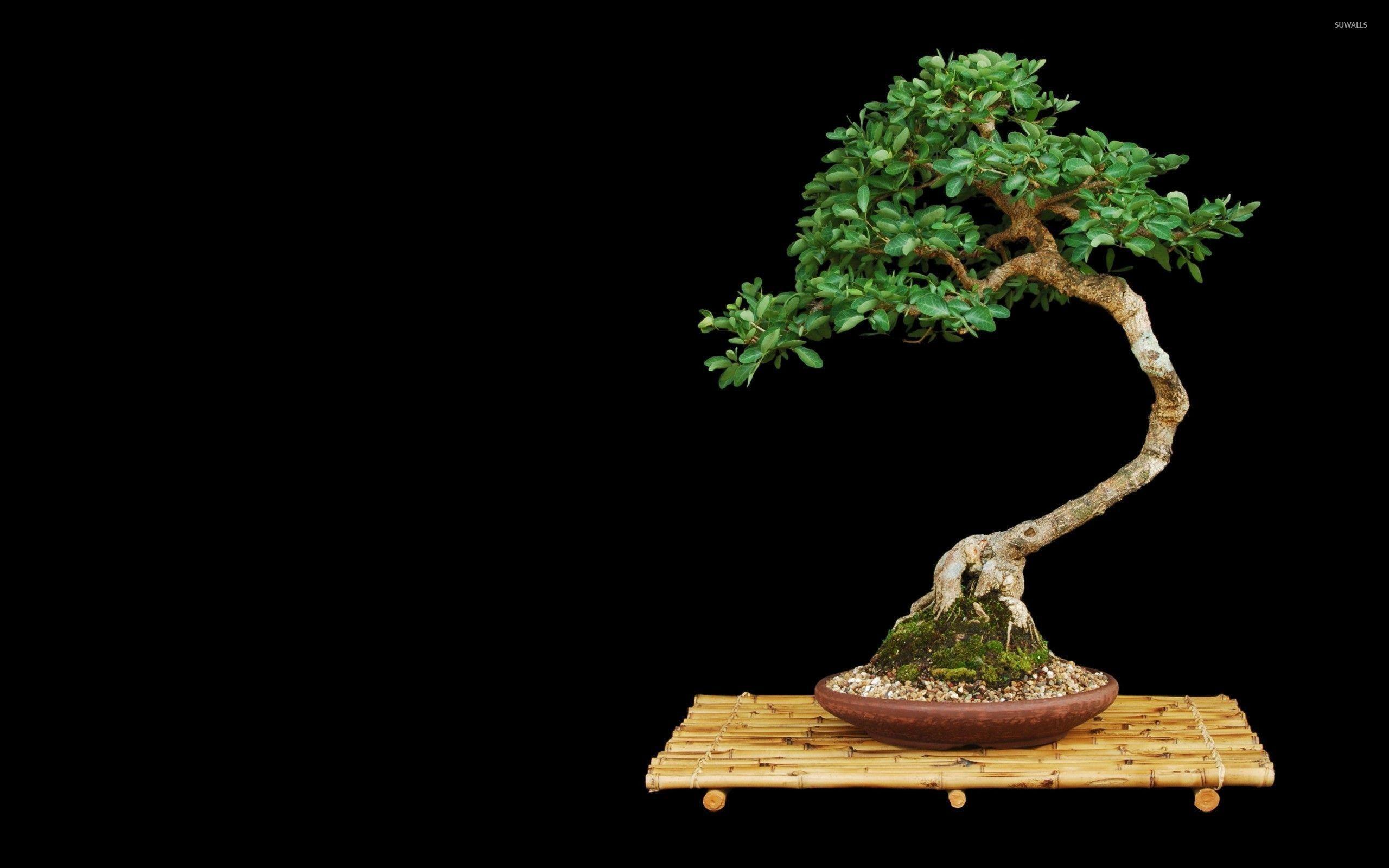 2560x1600 Bonsai Wallpaper