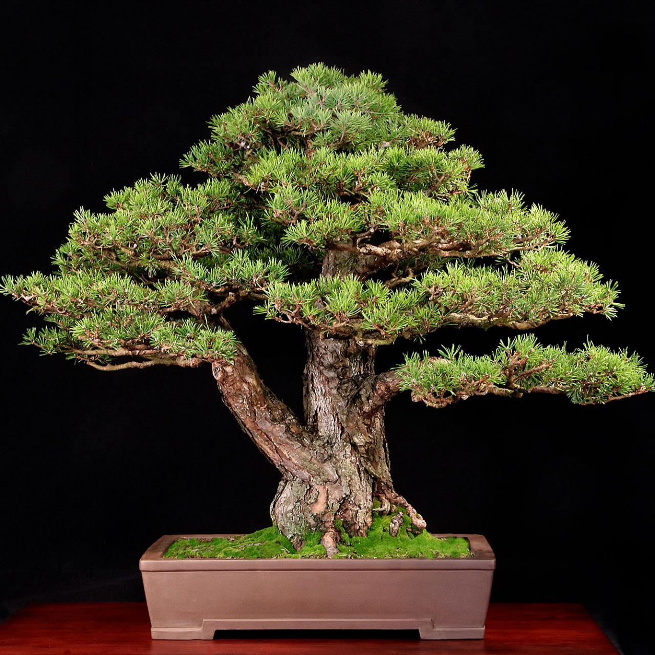 1280x1280 Bonsai Gardens Guide
