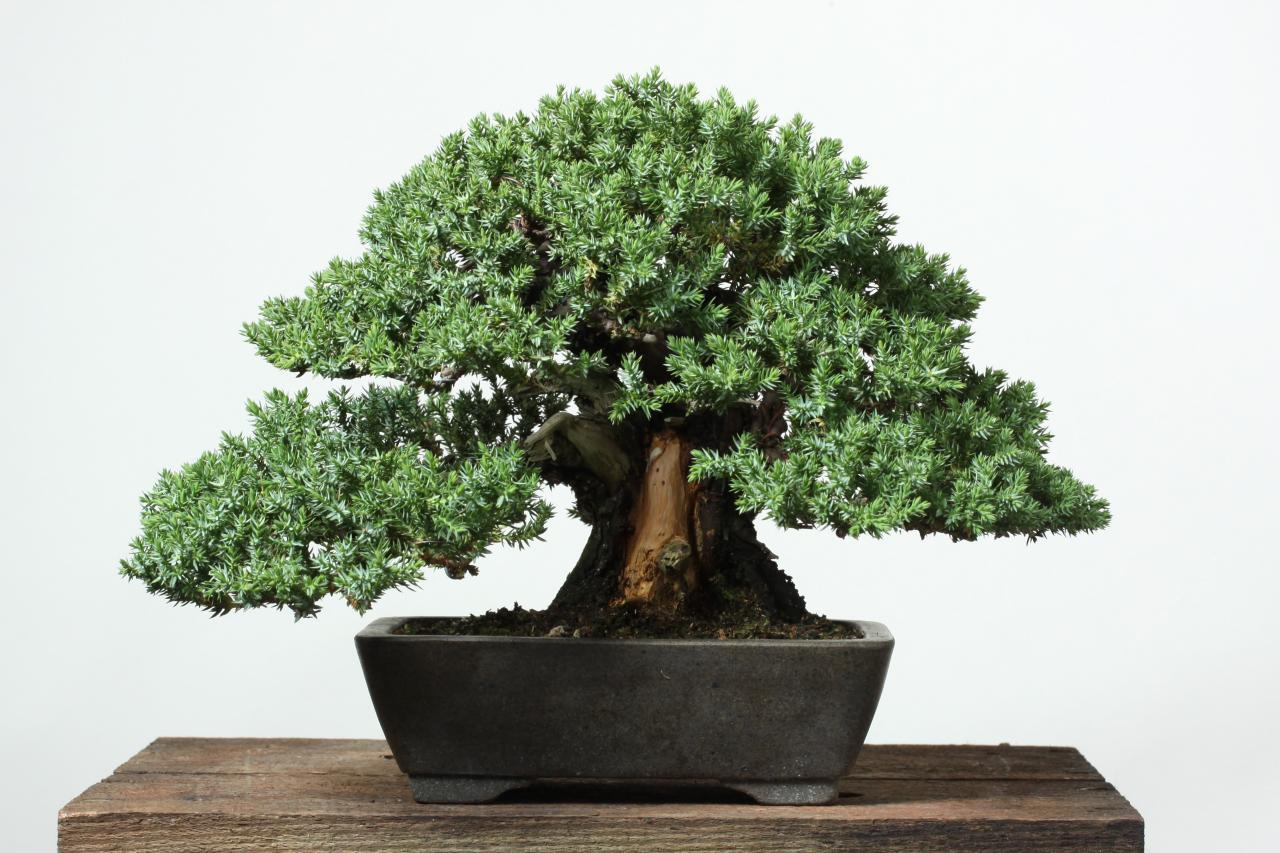 1280x853 Bonsai Gardens Guide