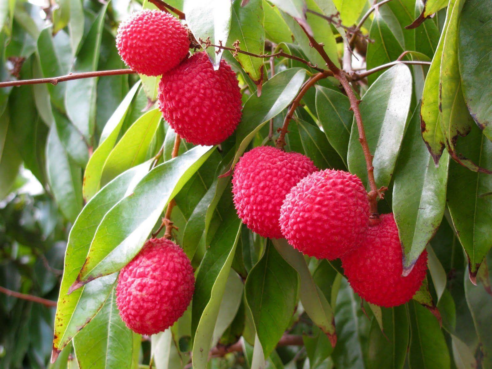 1600x1200 Litchi Wallpaper