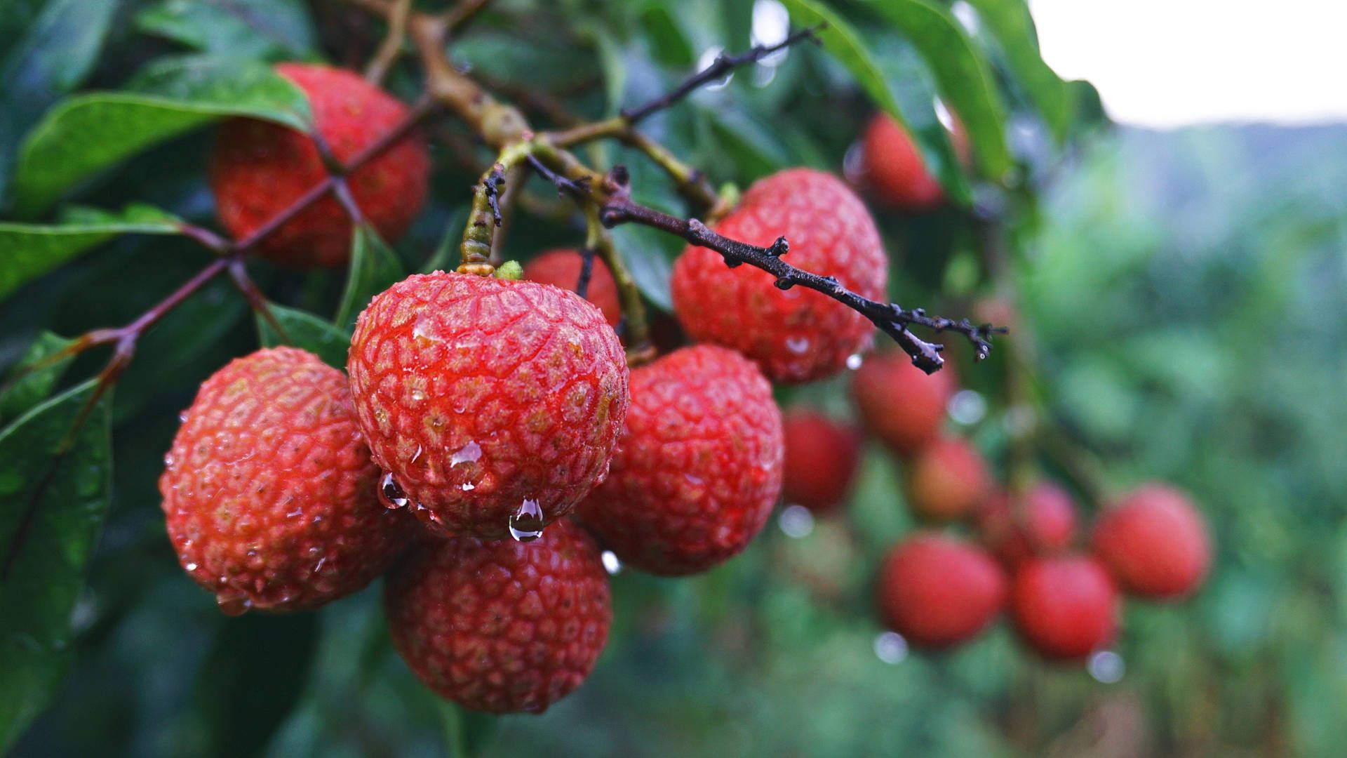 Litchi Wallpapers - Top Free Litchi Backgrounds - WallpaperAccess