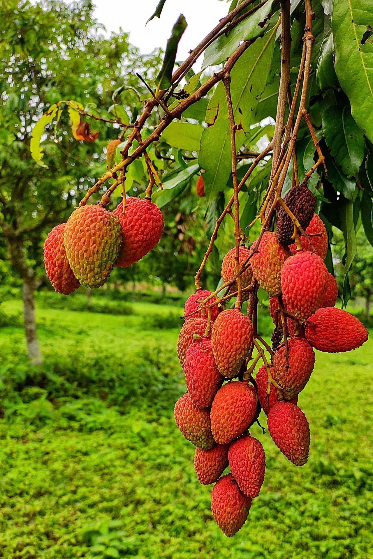 1280x1920 Red Oval Shaped Lychee Fruits Wallpaper