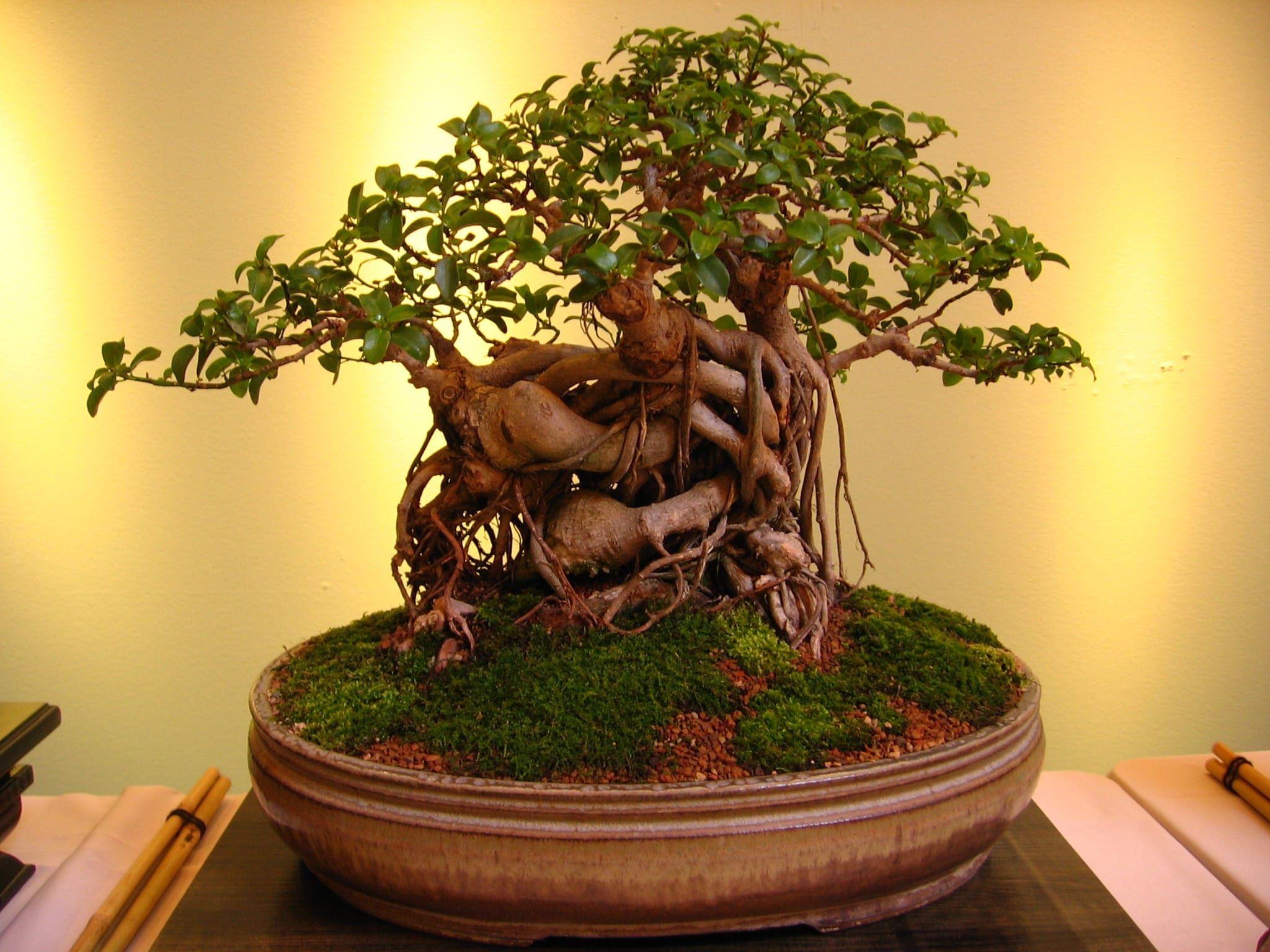 2048x1536 Things To Avoid When Growing Your Bonsai Tree. Bonsai Tree