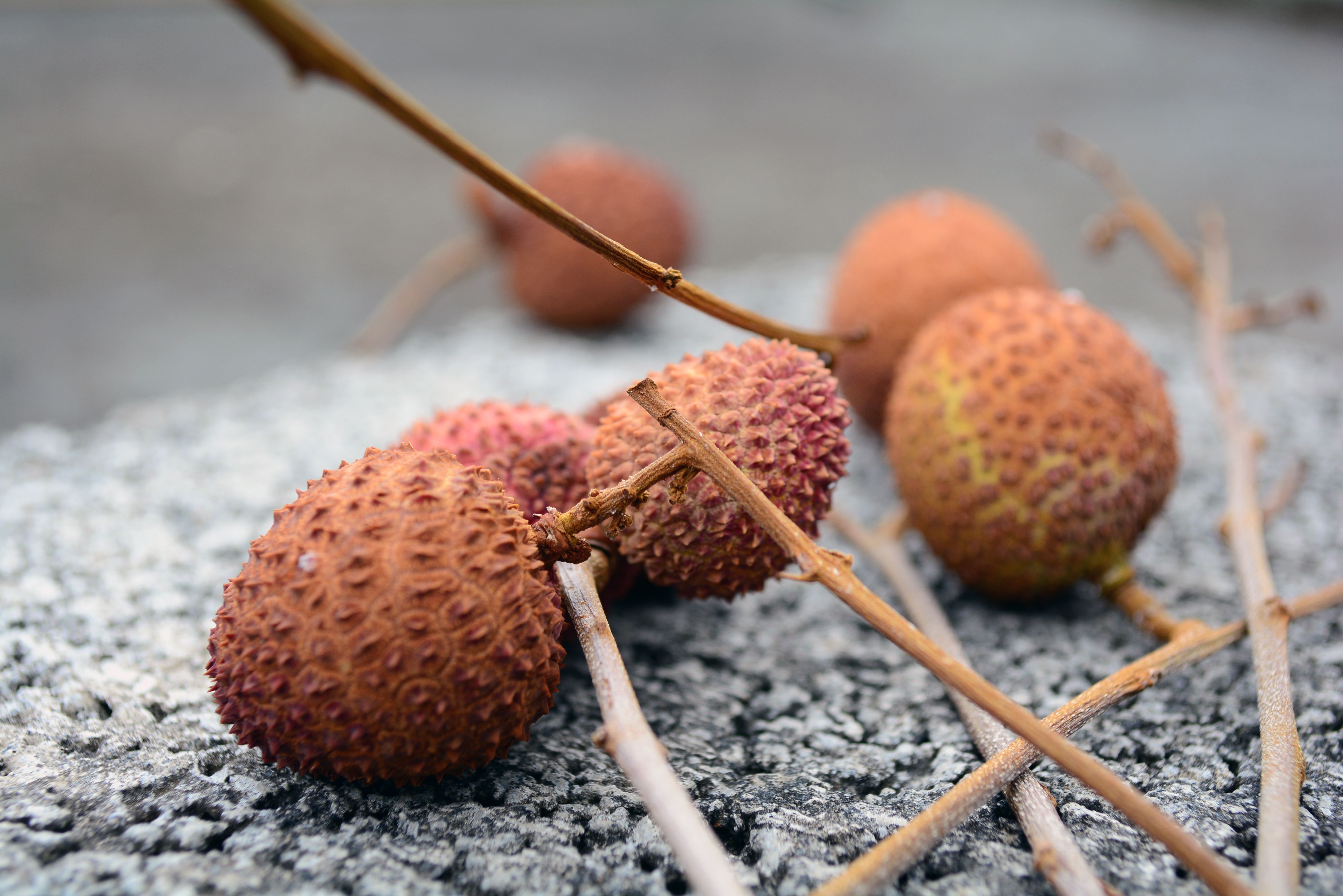 4496x3000 Mobile wallpaper: Chinese Plum, Lychee
