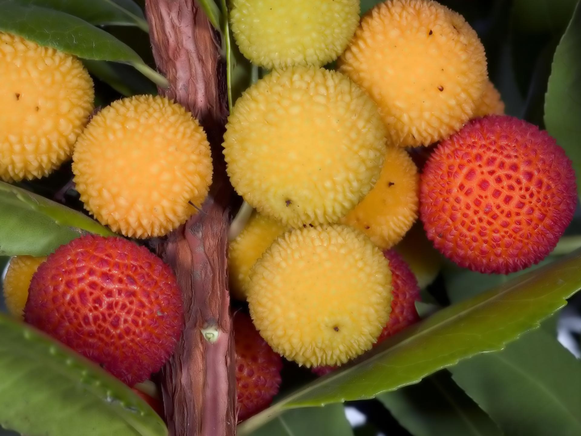 1920x1440 Download Food Lychee HD Wallpaper