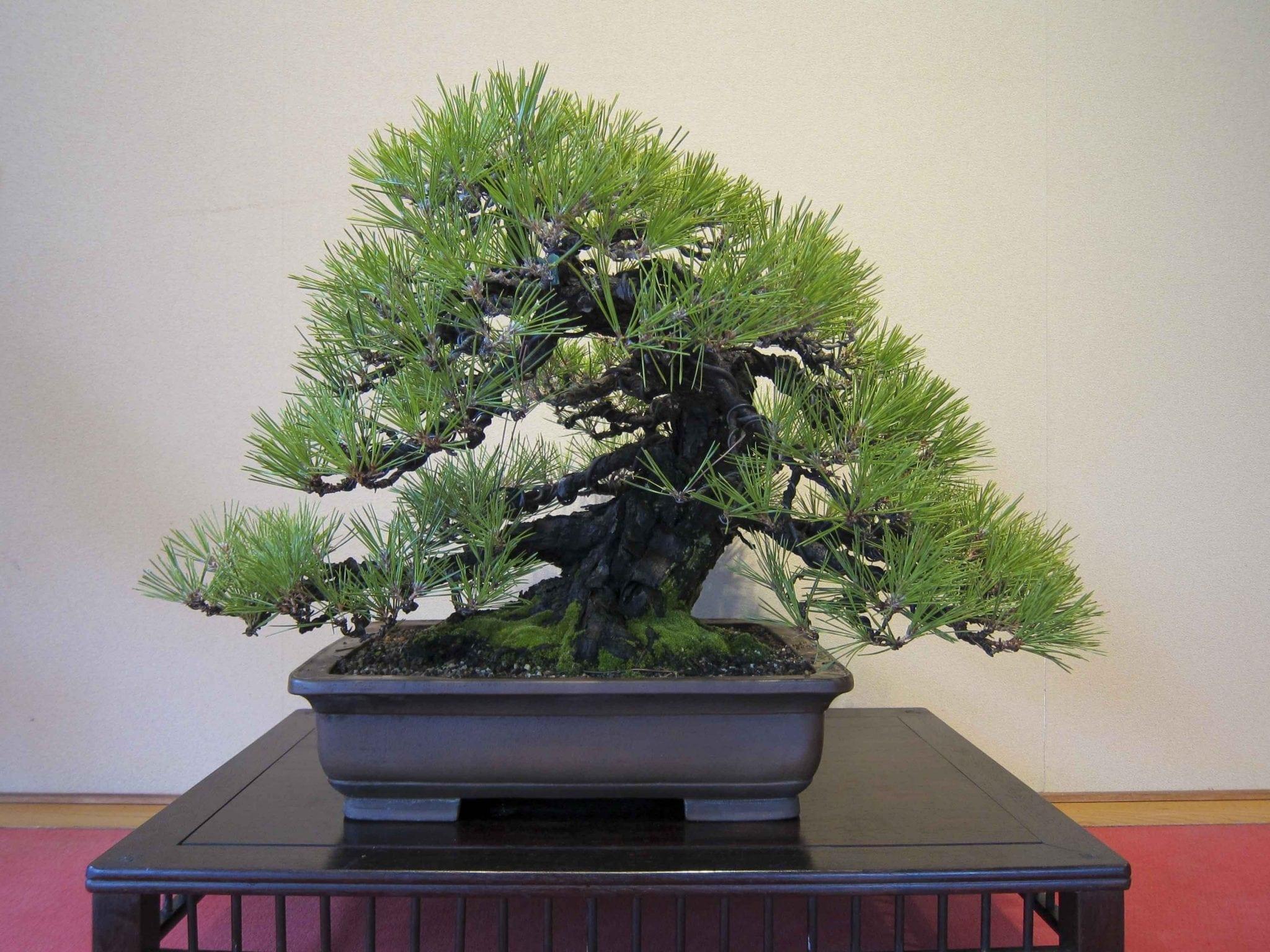 2048x1536 Pine Bonsai Tree Care Guide. Bonsai Tree Gardener