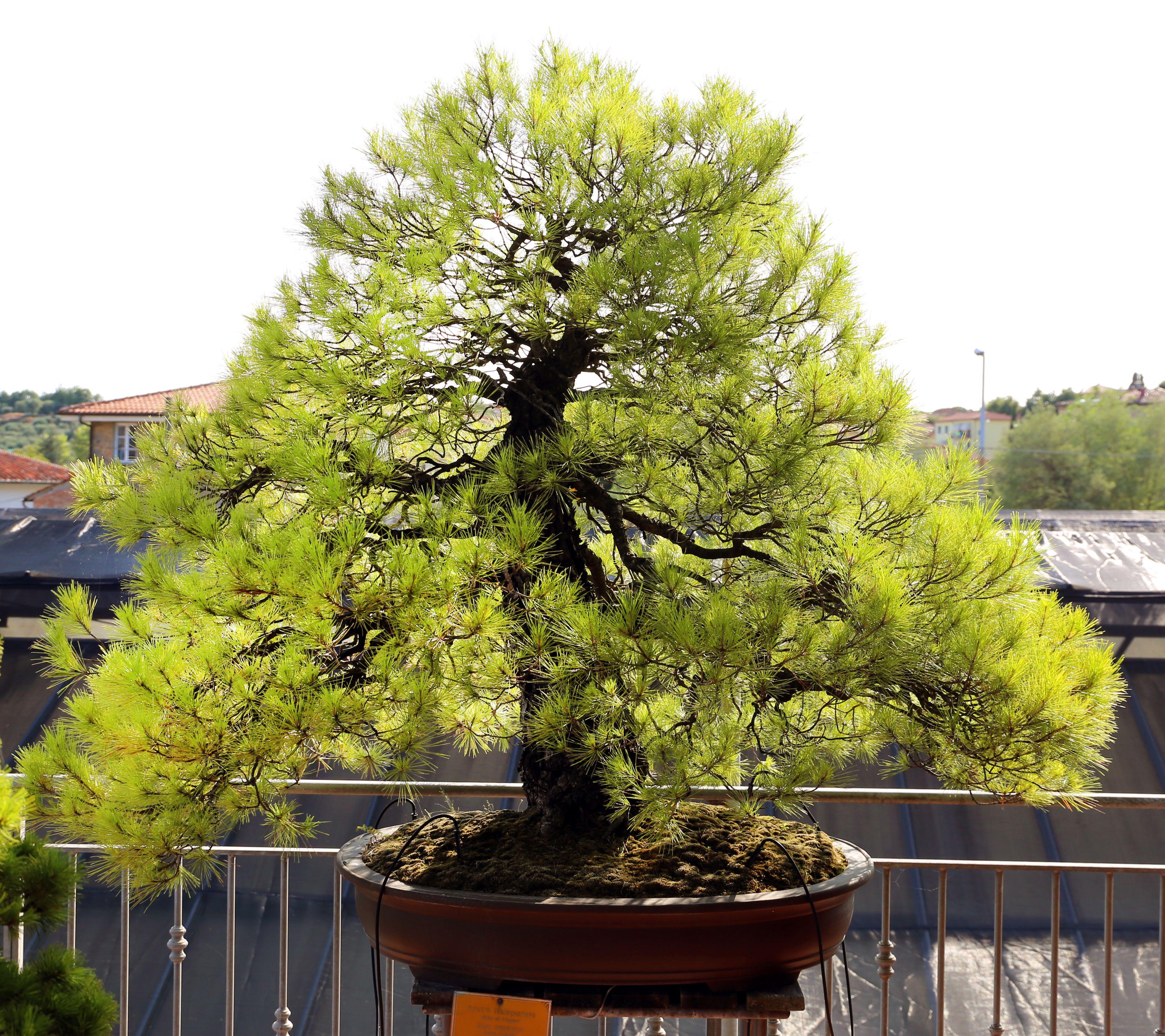 3750x3336 Bonsai styles