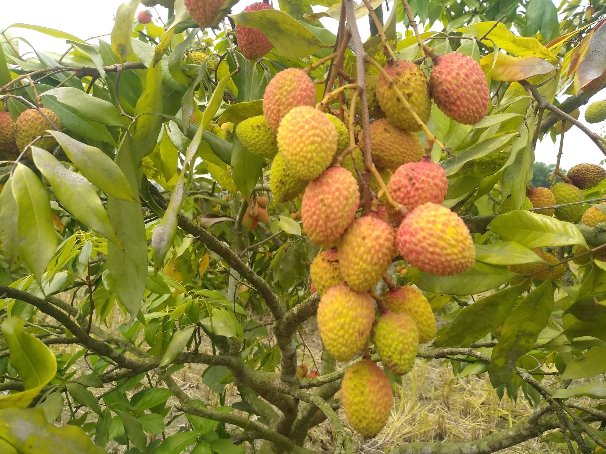 2048x1536 my favorite Fruit litchi