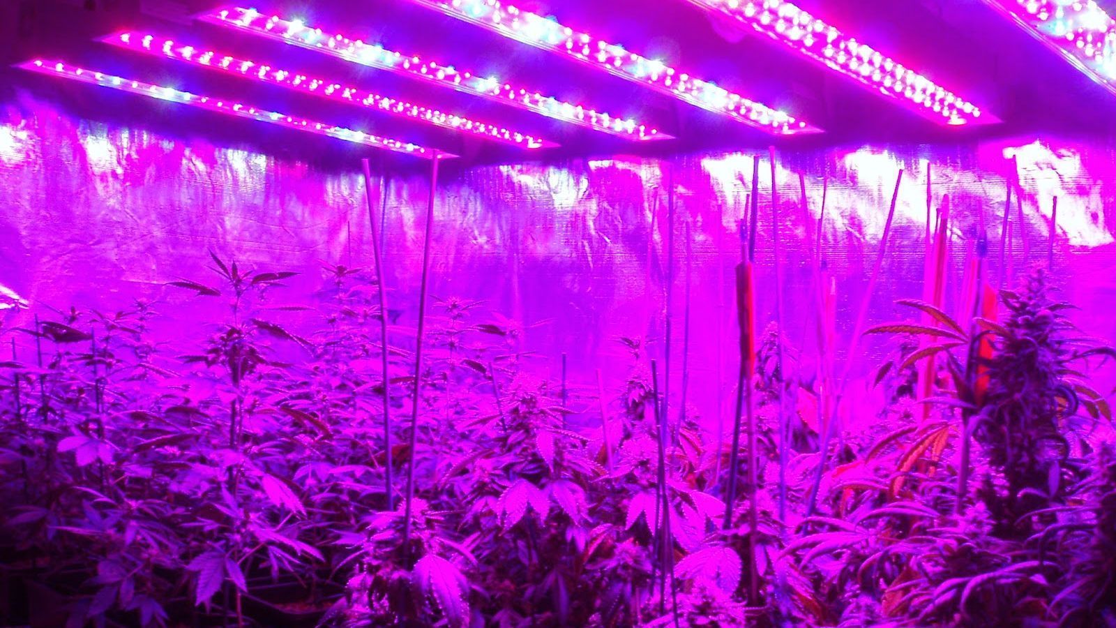 1600x900 Purple LED Light Desktop Wallpaper