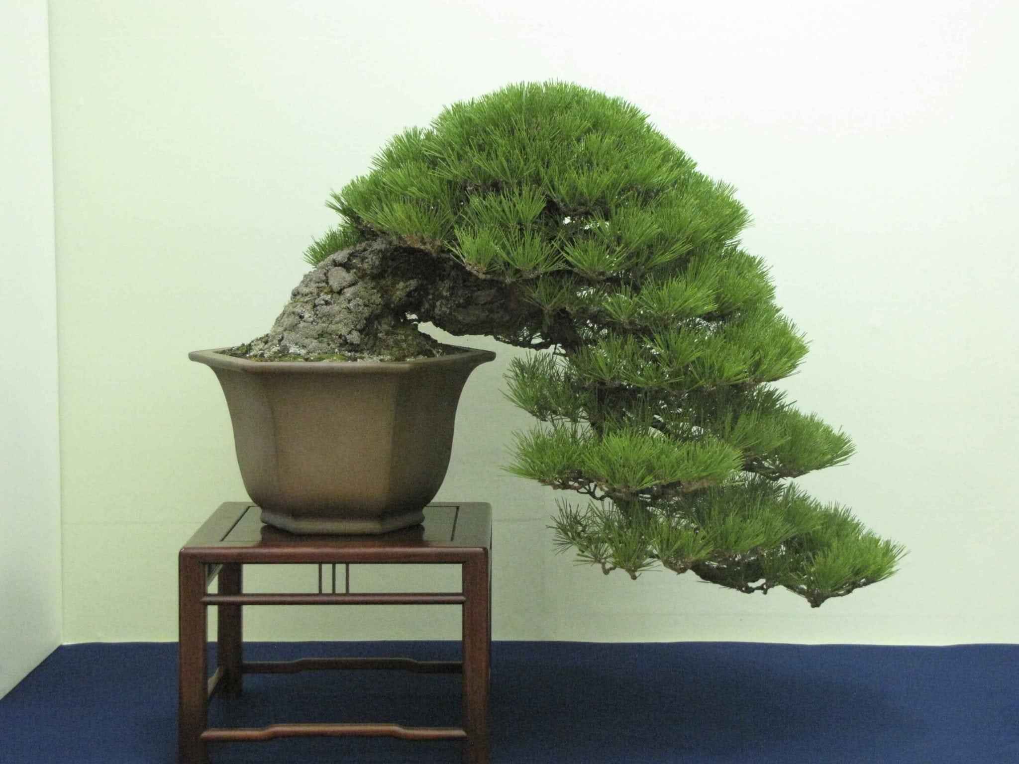 2048x1536 Japanese Black Pine Bonsai Tree Care Guide Pinus Thunbergii