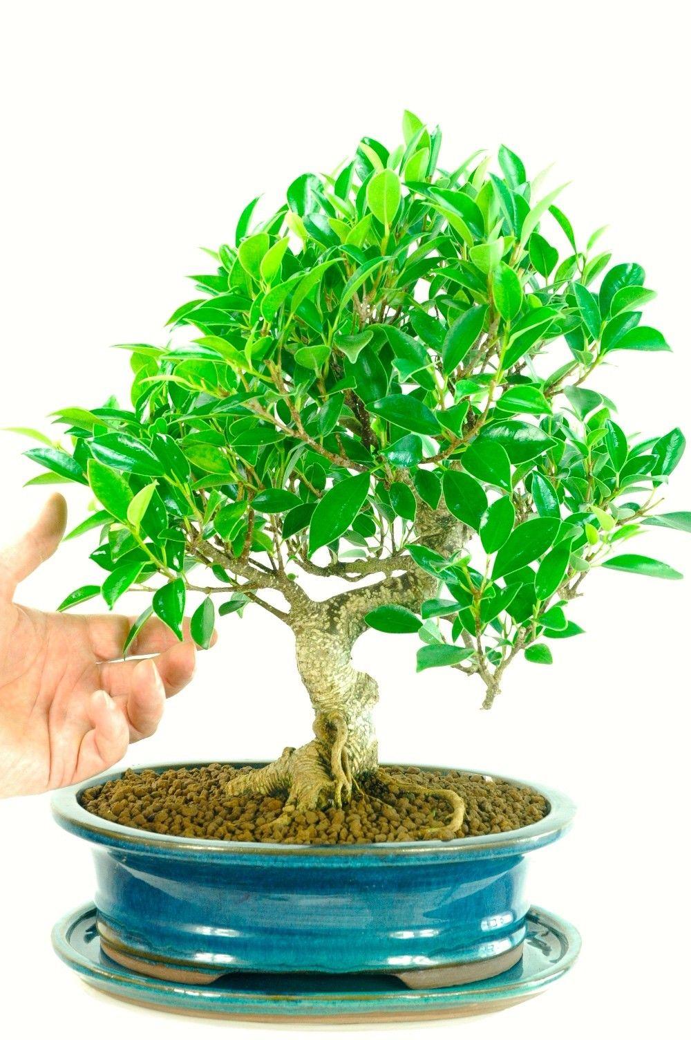 1000x1504 Bonsai ficus be equipped bonsai wallpaper be equipped ficus