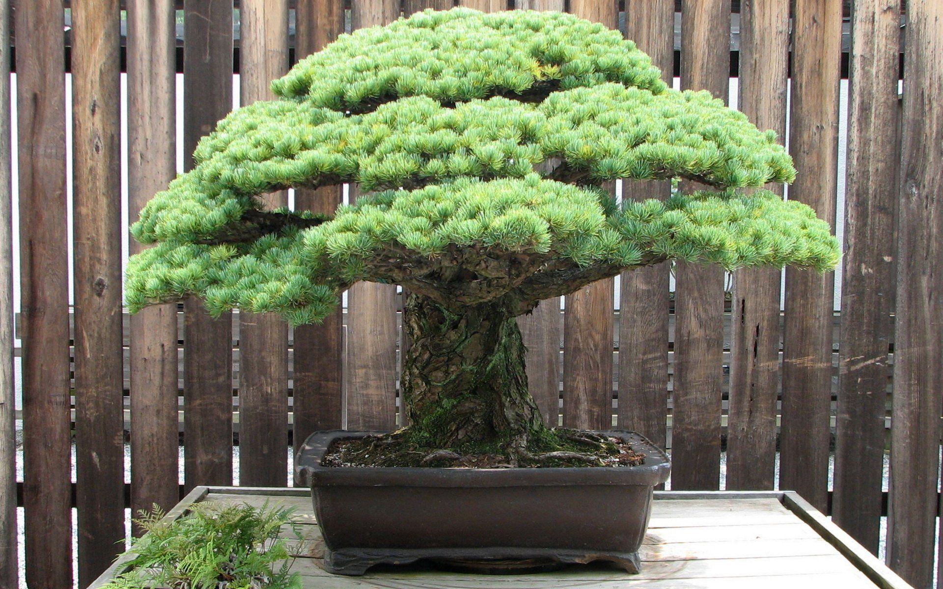 1920x1200 Bonsai HD Wallpaper and Background Image