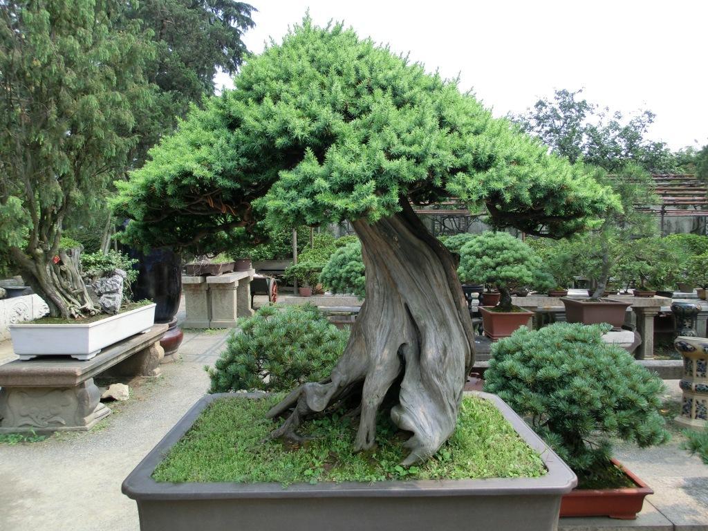 1024x768 Bonsai Tree: Excellent Penjing Bonsai Garden Inspirations