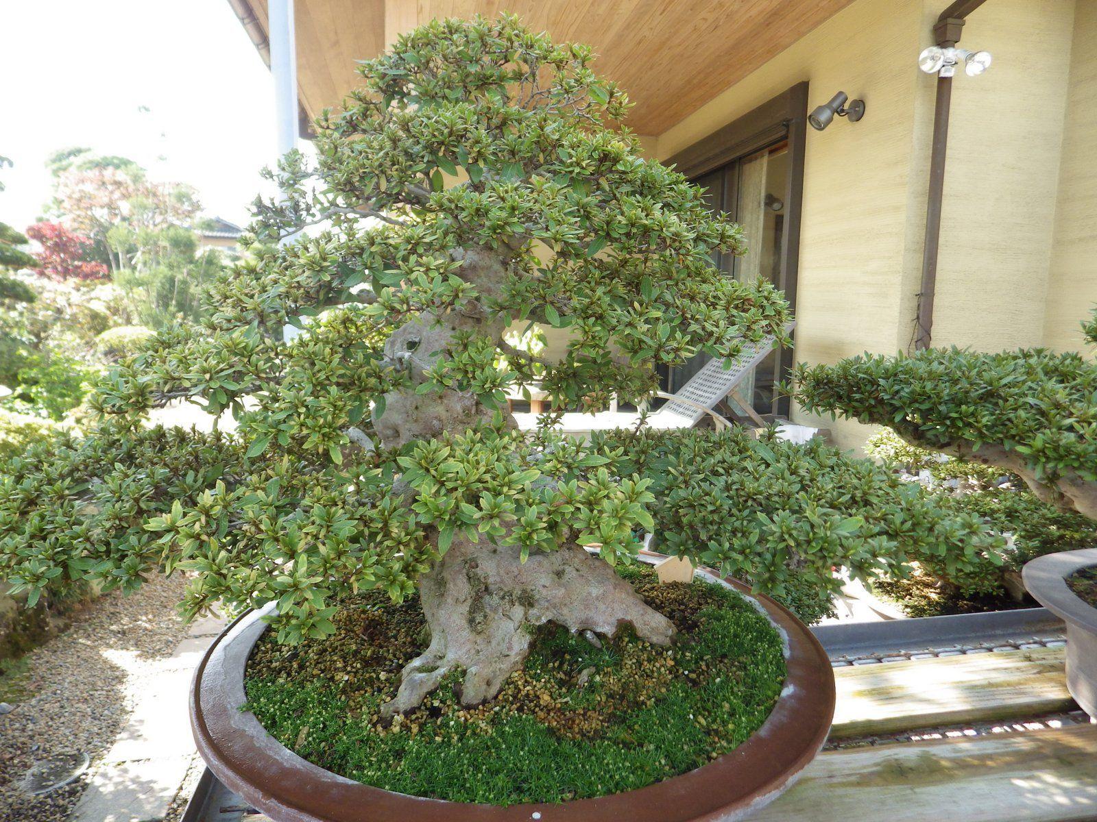 1600x1200 Ancient Bonsai in Winter from Mr. Suda in Utsunomiya, Japan