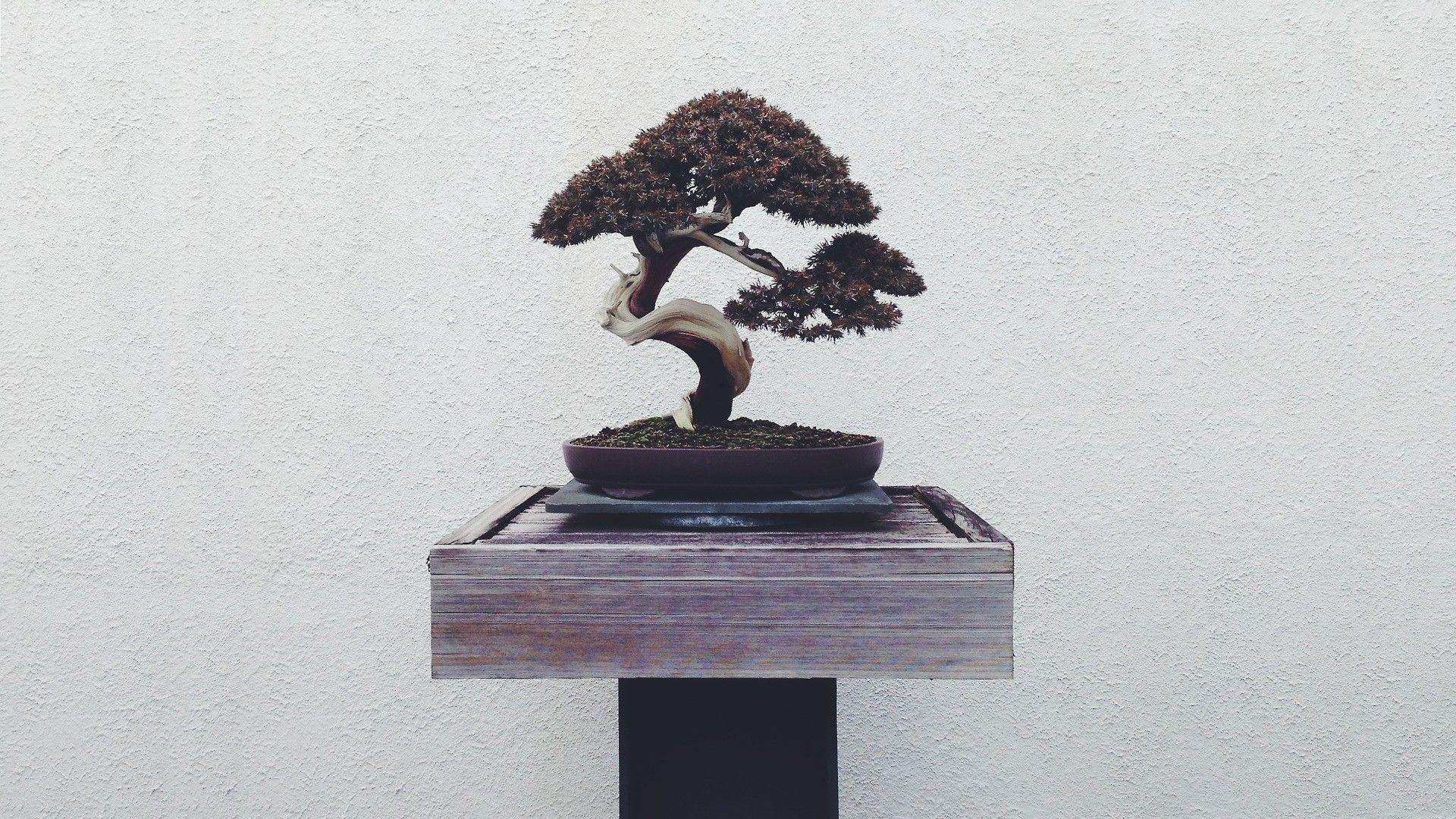 1920x1080 Wasserfall Island House Bonsai Wallpaper And Stock