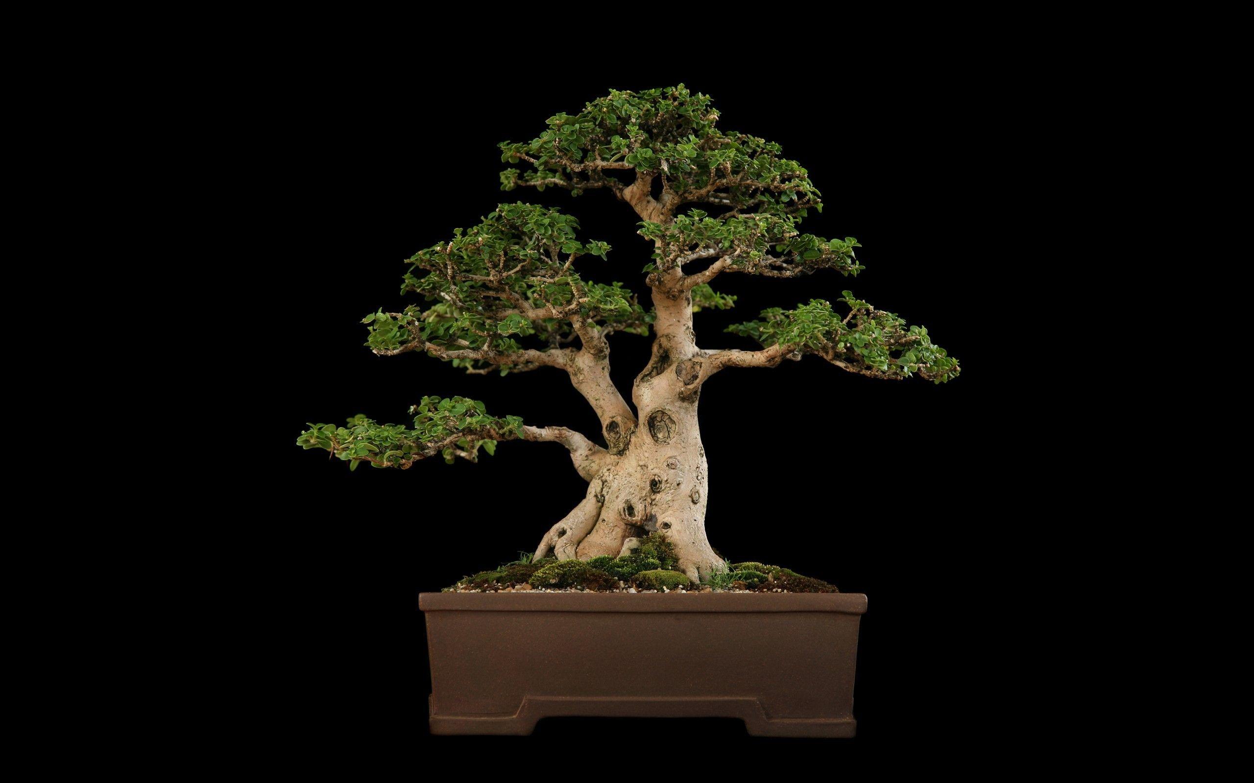 2560x1600 Bonsai Wallpaper