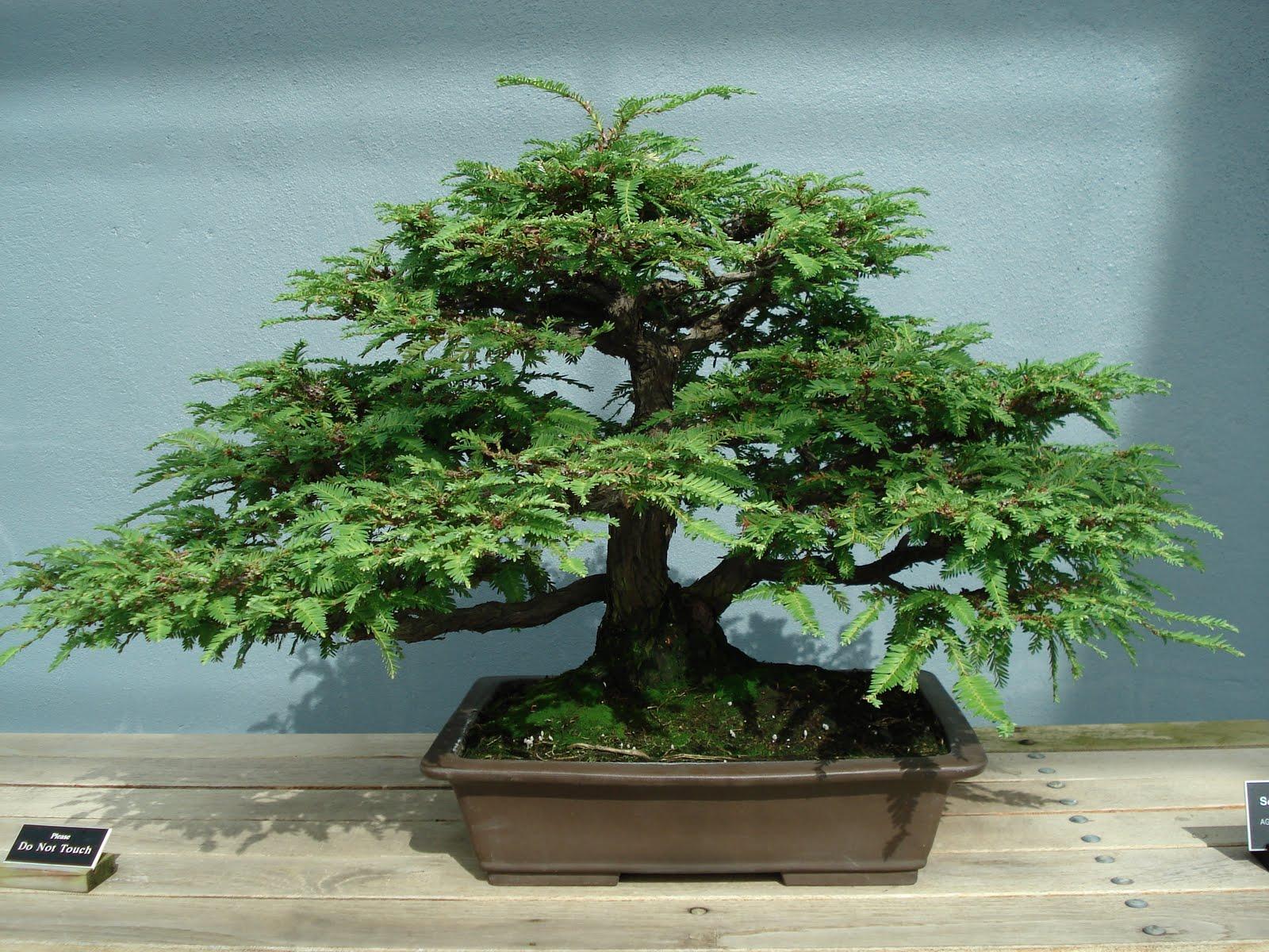 1600x1200 Bonsai Tree: Amazing Norway Spruce Bonsai Inspirations