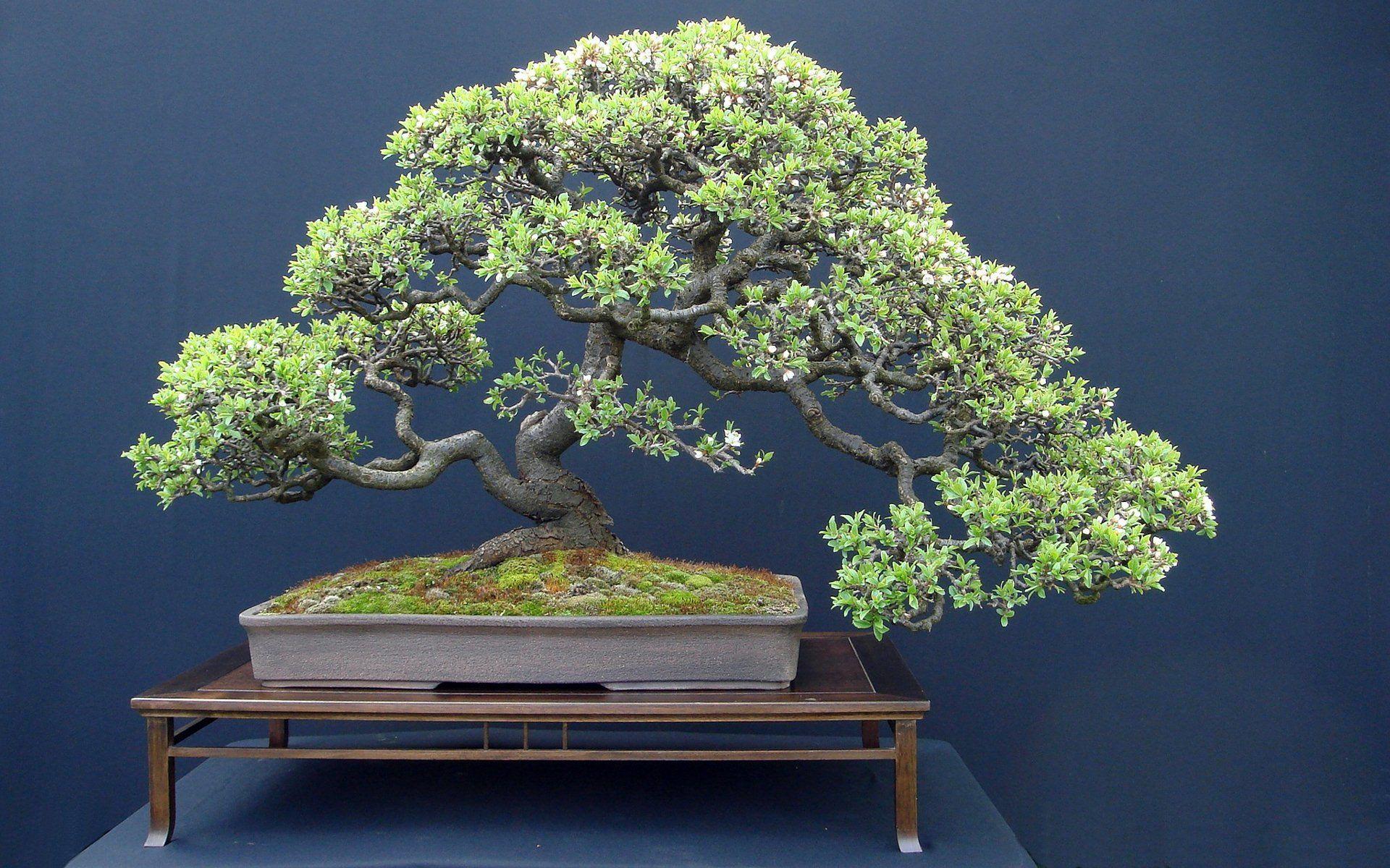 1920x1200 Bonsai HD Wallpaper and Background Image