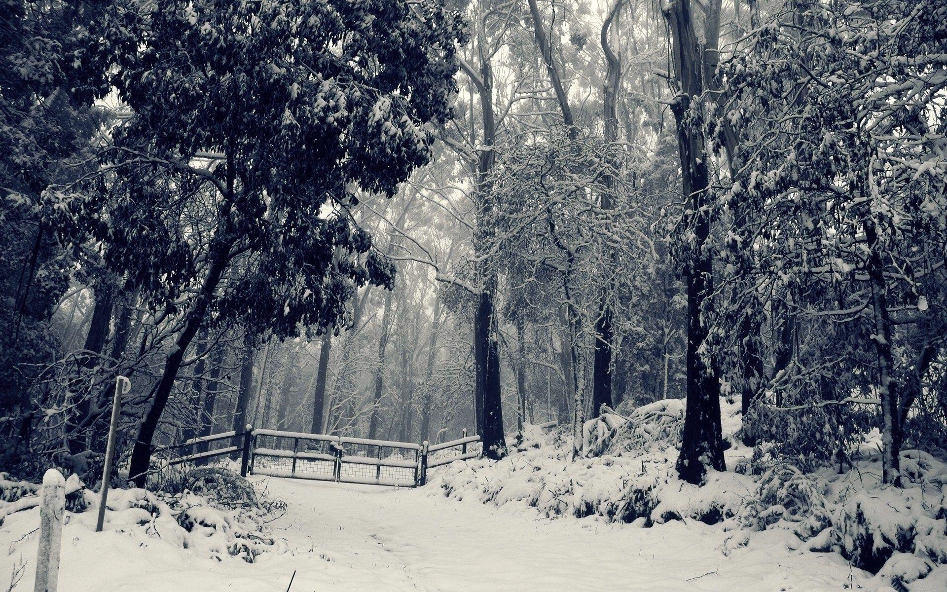 1920x1200 Latest Winter Wonderland Background Picture FULL HD