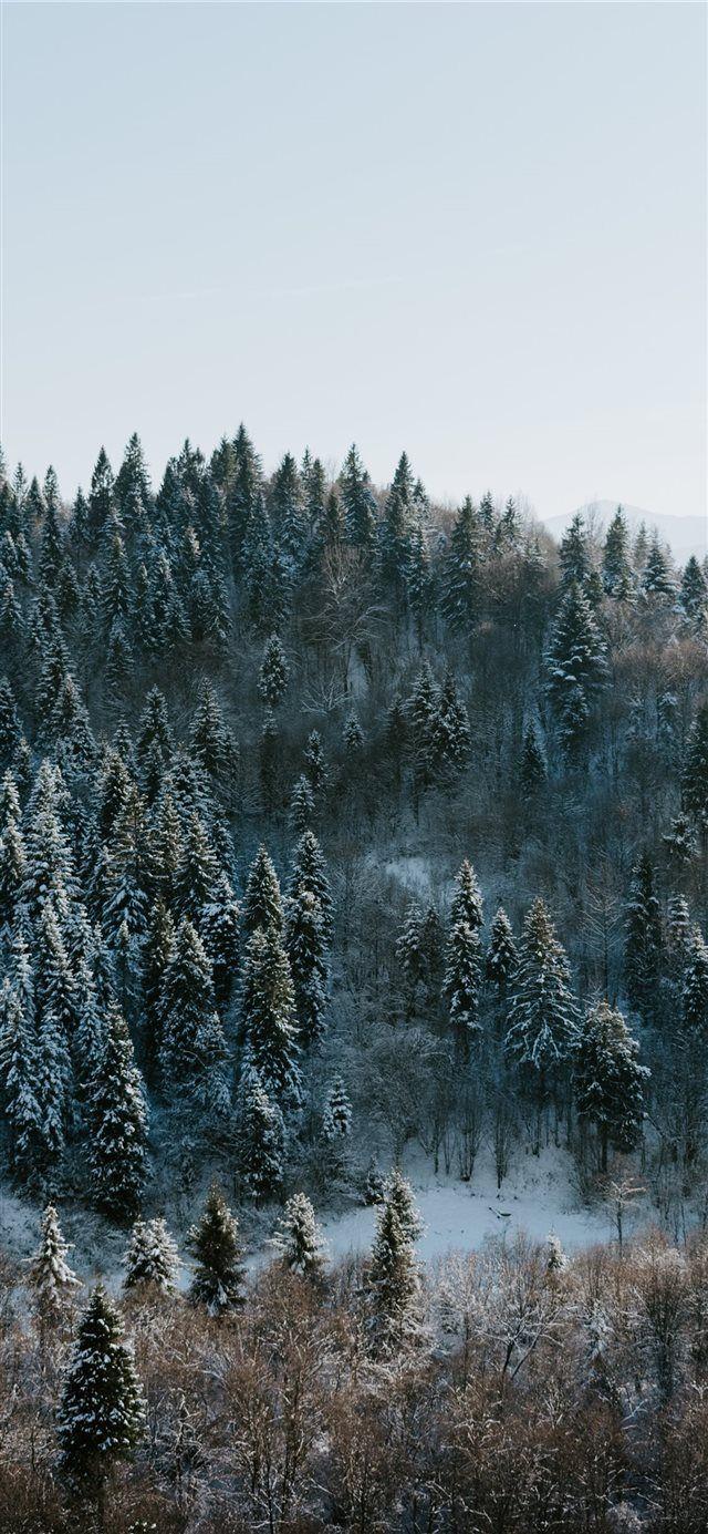 Winter Forest Phone Wallpapers  Top Free Winter Forest Phone Backgrounds   WallpaperAccess