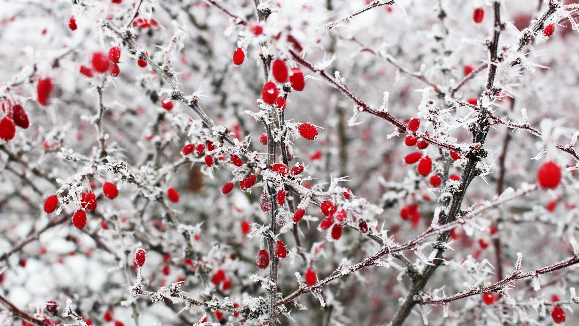 Red Winter Wallpapers - Top Free Red Winter Backgrounds - WallpaperAccess