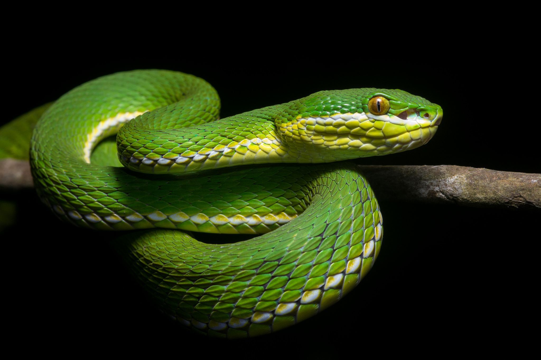 2048x1365 Download White Lipped Pit Viper Animal Viper HD Wallpaper