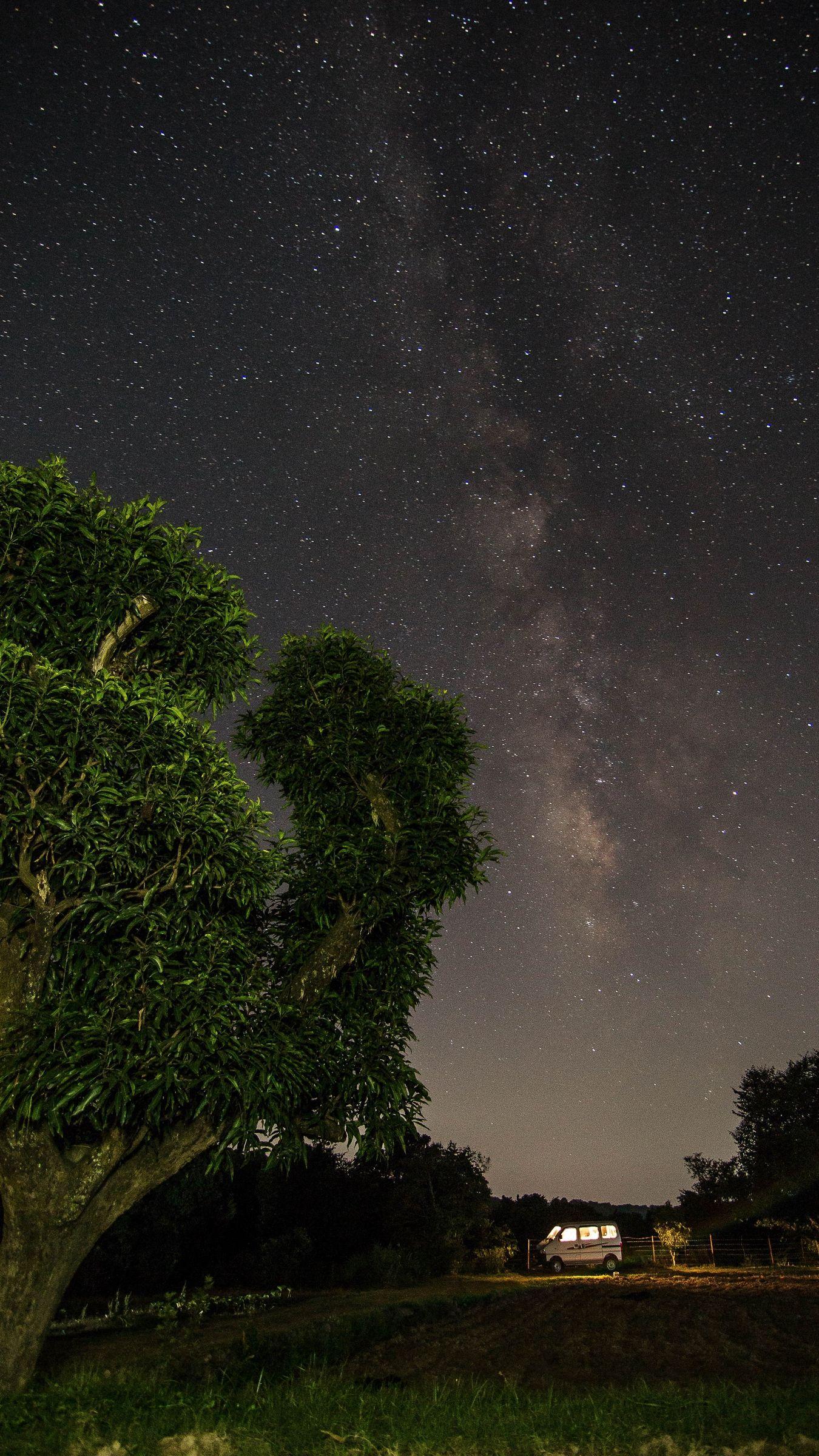 1350x2400 Download wallpaper 1350x2400 starry sky, trees, stars, night