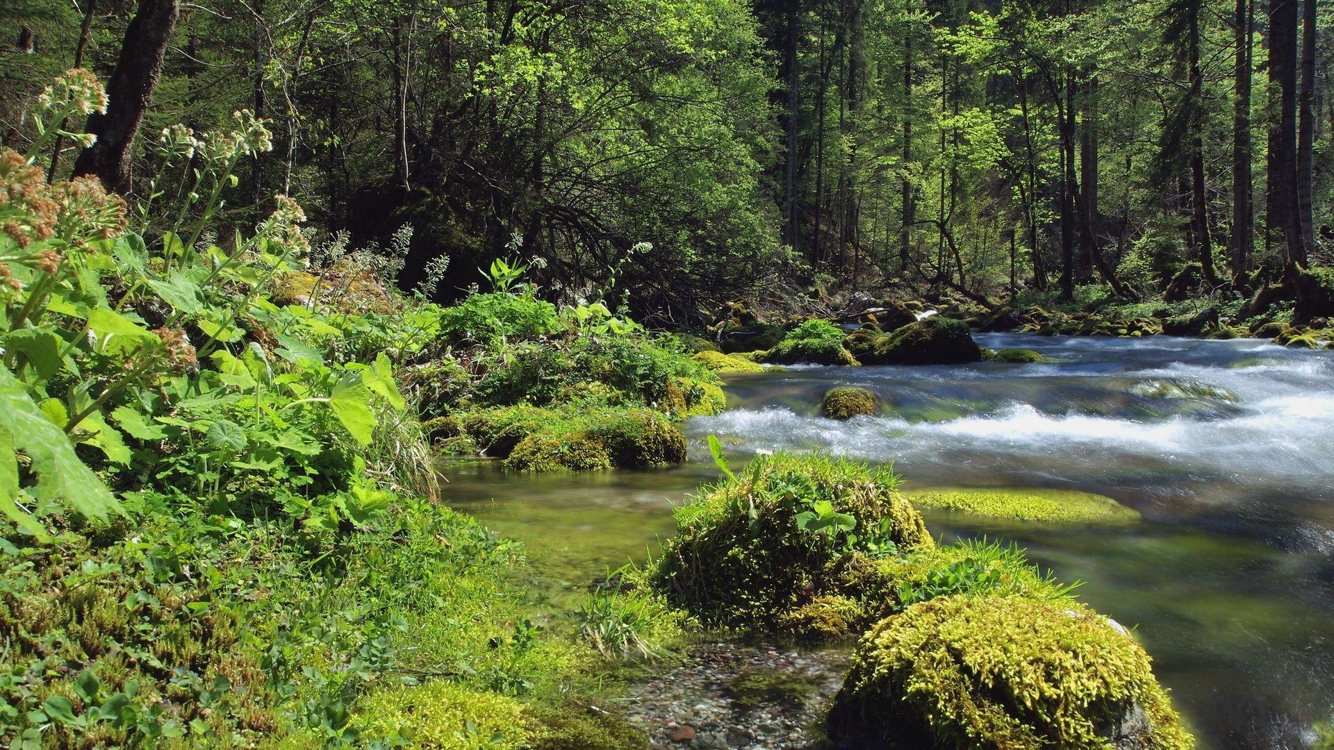 1920x1080 Download wallpaper 1920x1080 forest, river, landscape full