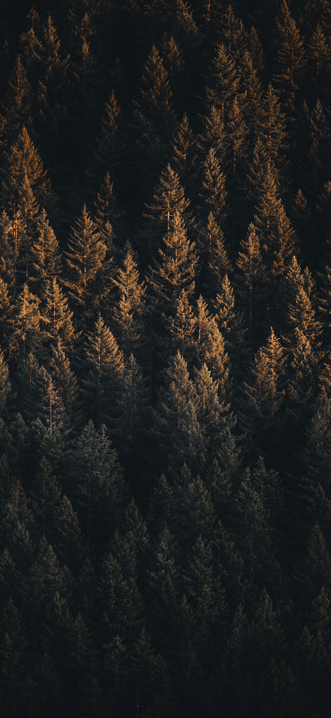 Night Forest Iphone Wallpapers Top Free Night Forest Iphone Backgrounds Wallpaperaccess