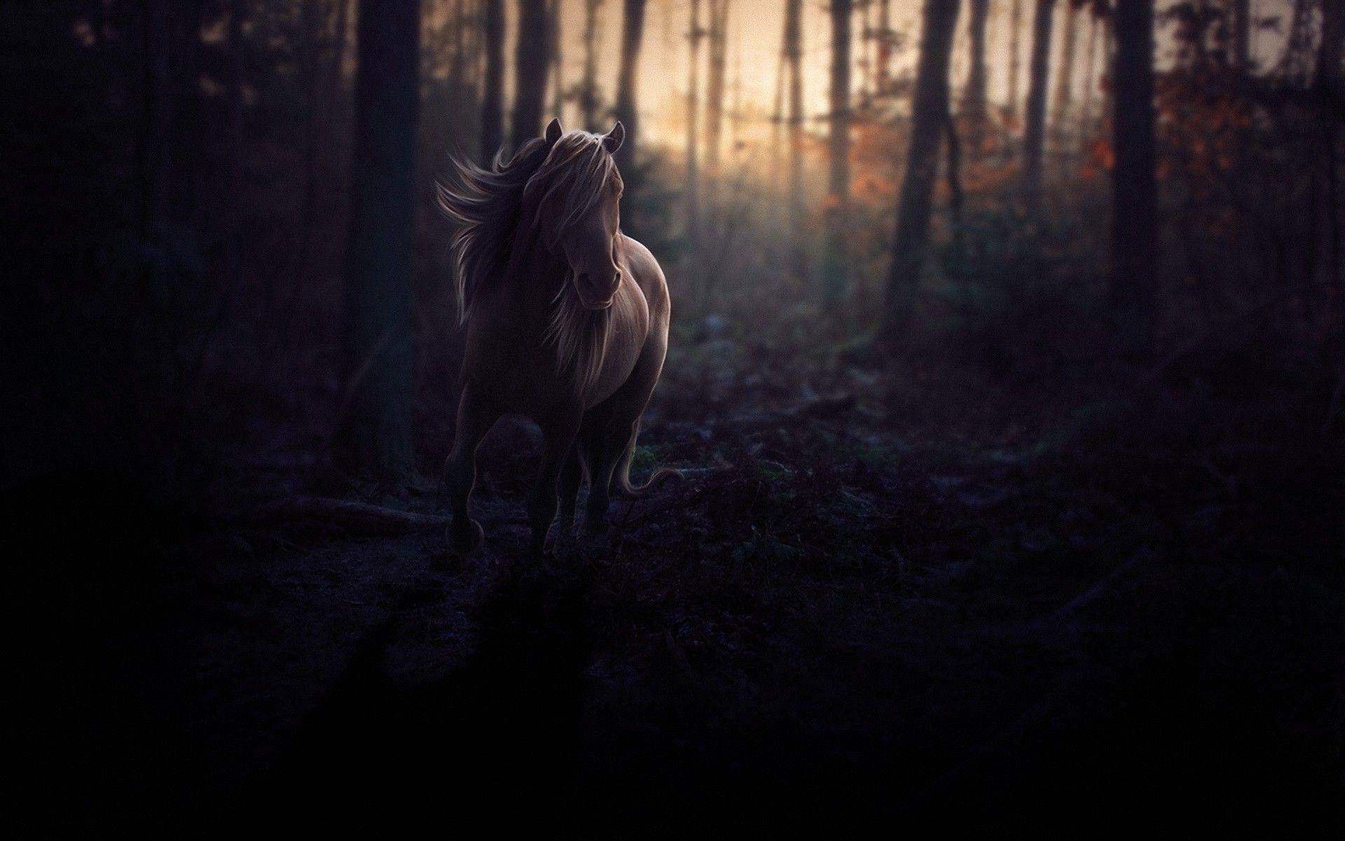 1920x1200 Girl in the foggy forest wallpaper. Wallpaper Wide HD. Art