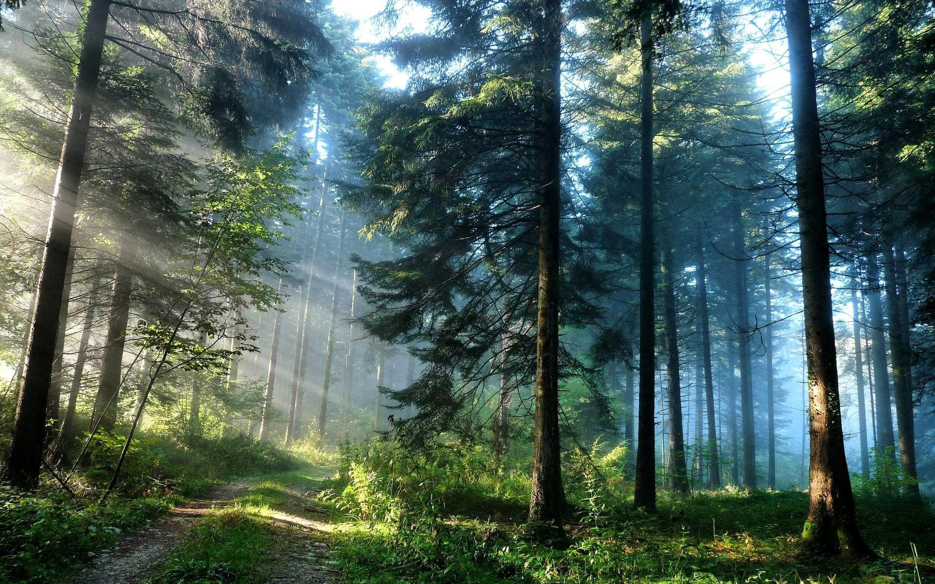 1920x1200 Pine Tree Wallpaper
