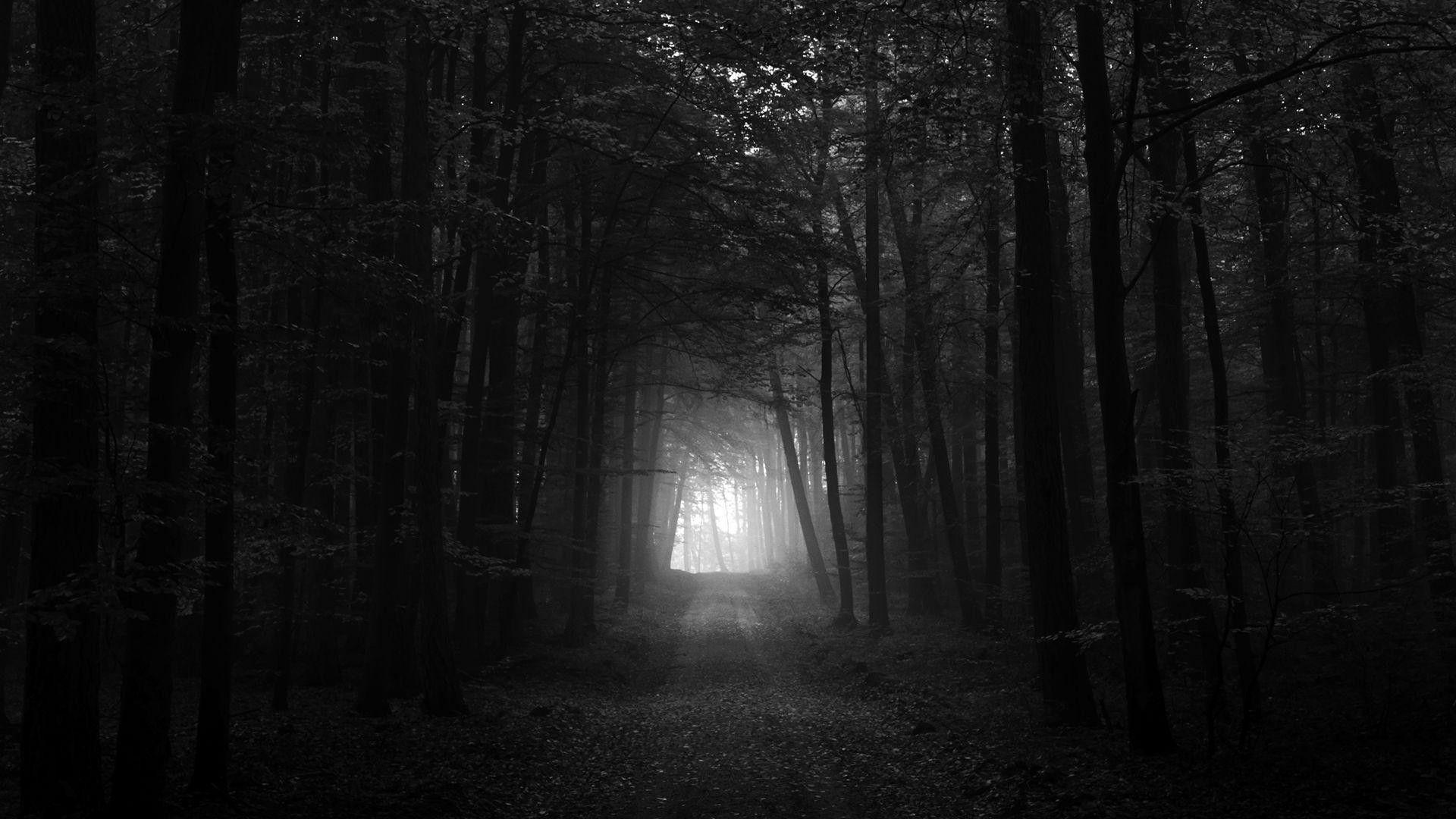 Black Forest Wallpapers Top Free Black Forest Backgrounds