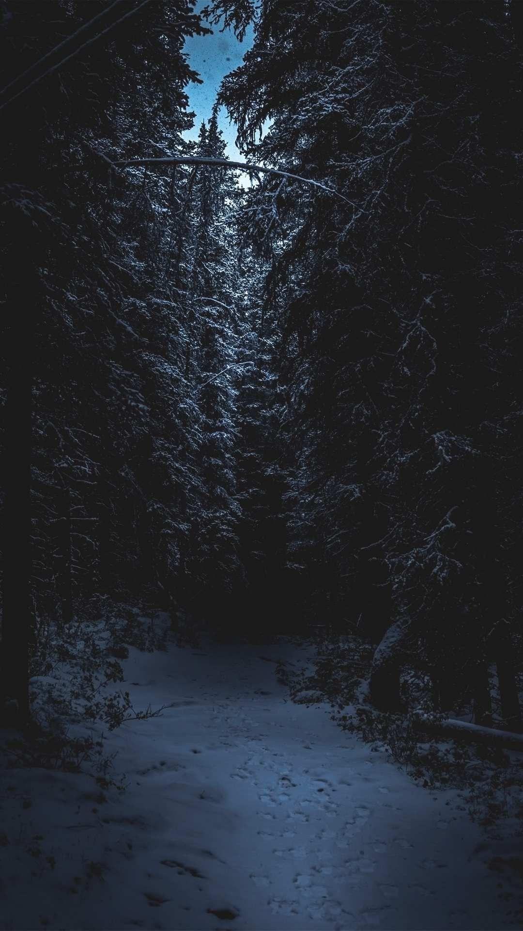 Snow Forest Night Wallpapers Top Free Snow Forest Night Backgrounds Wallpaperaccess