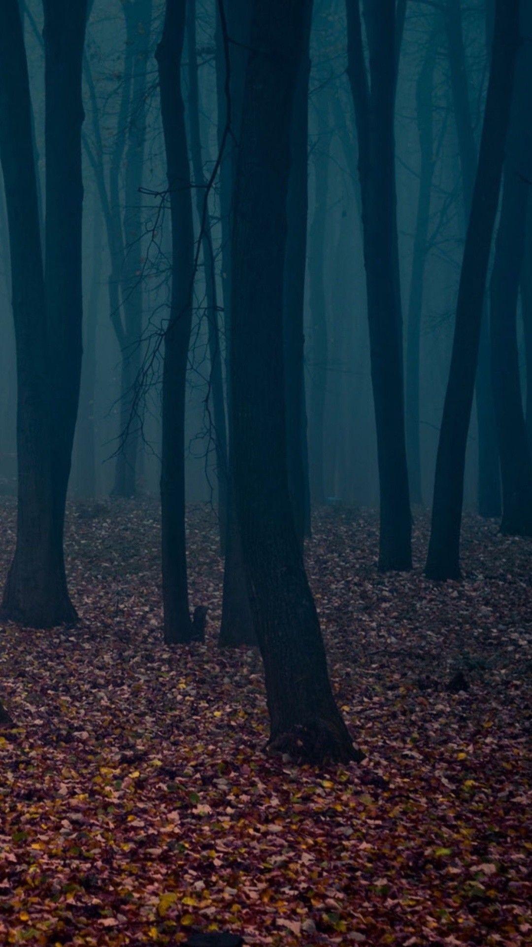 1080x1920 Dark Forest iPhone Wallpaper