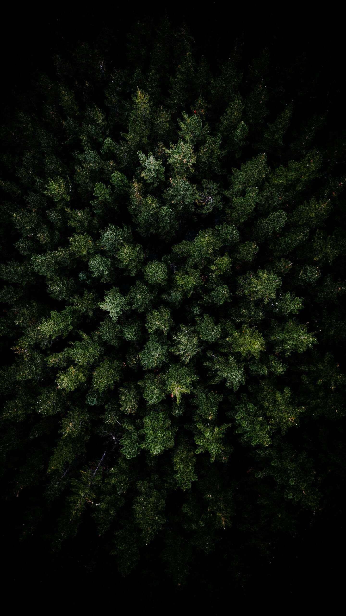 1440x2560 Dark Forest View wallpaper Gallery