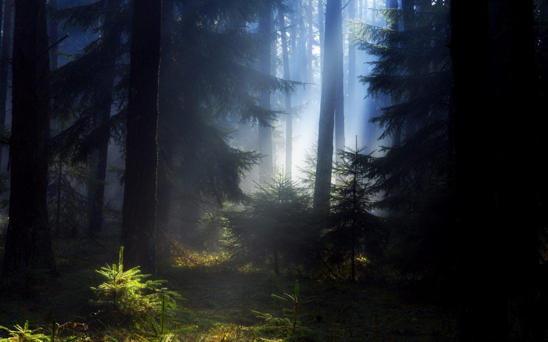 1920x1200 Black Forest Wallpaper Tree Forest At Night Free