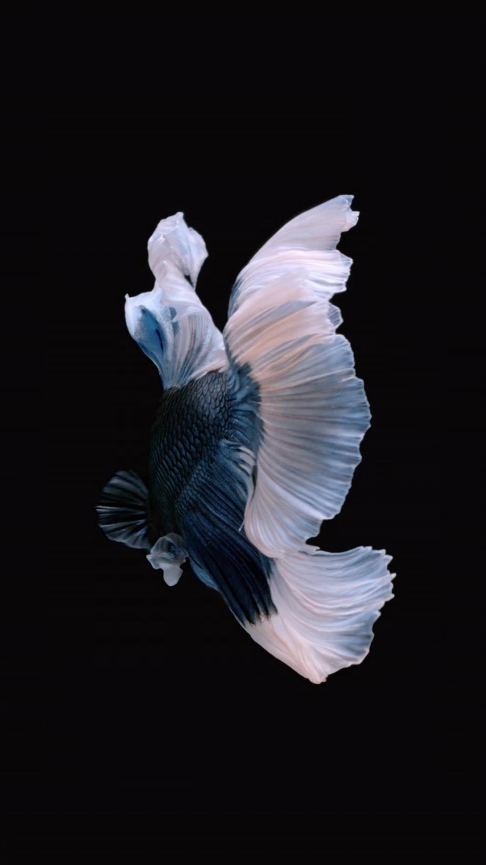 Hình nền động 990x1760 IOS 8