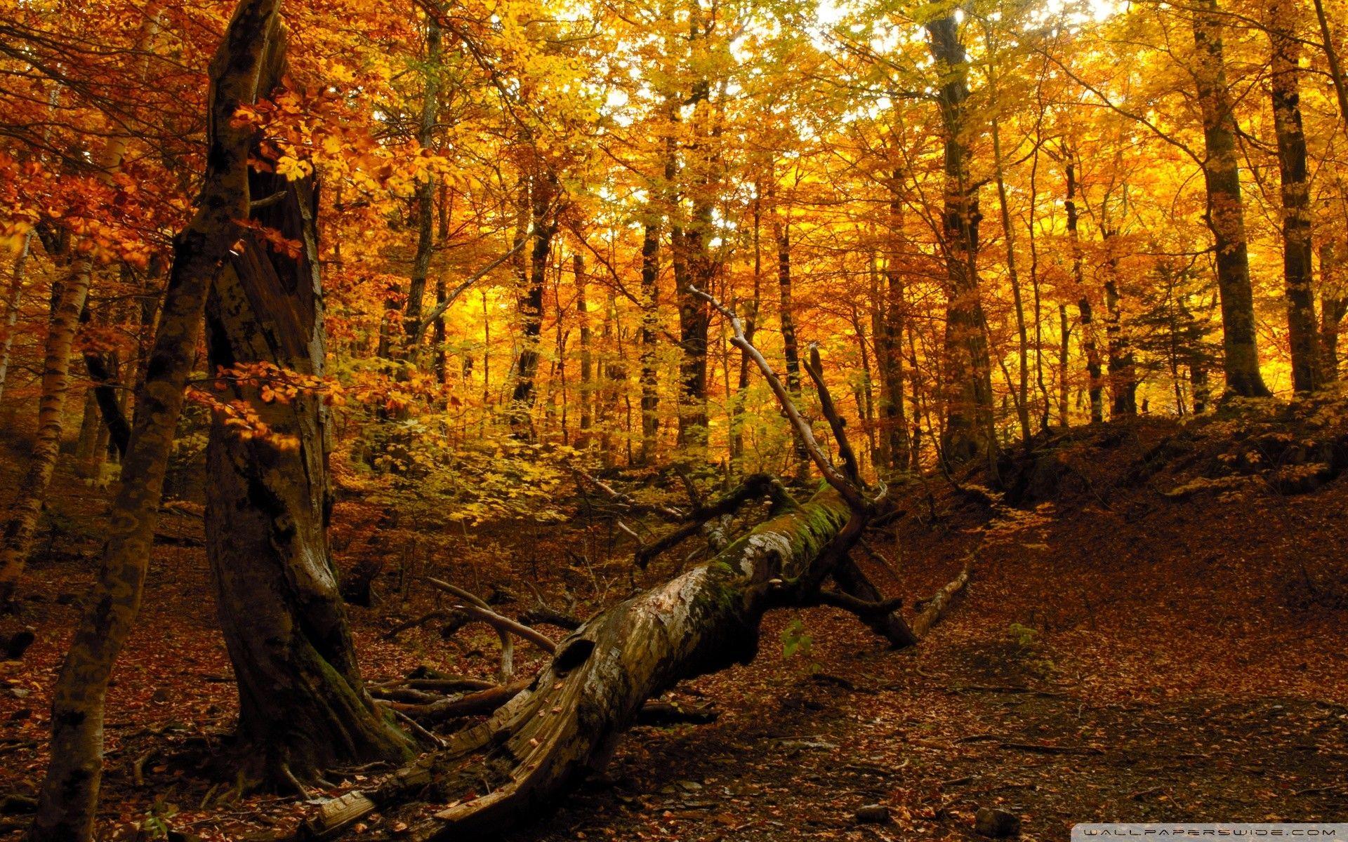 1920x1200 Fall Forest Wallpaper