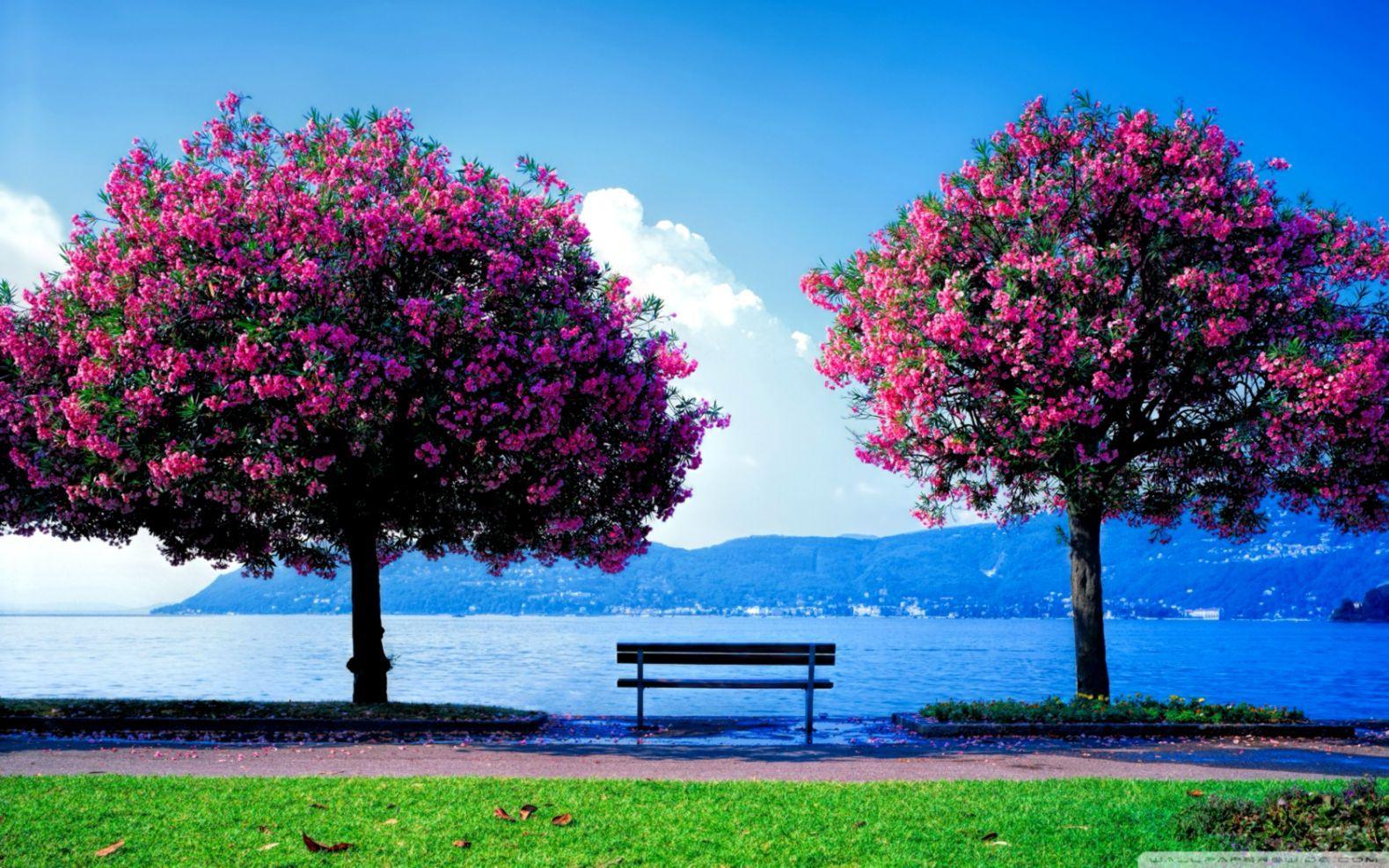 1579x987 Wallpaper HD Nature Spring Full HD