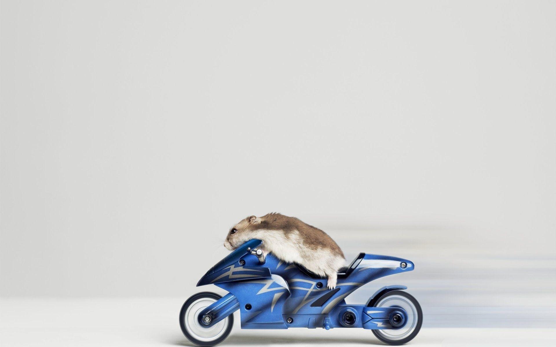1920x1200 Mouse Riding Motorcycle ❤ 4K HD Desktop Wallpaper for 4K