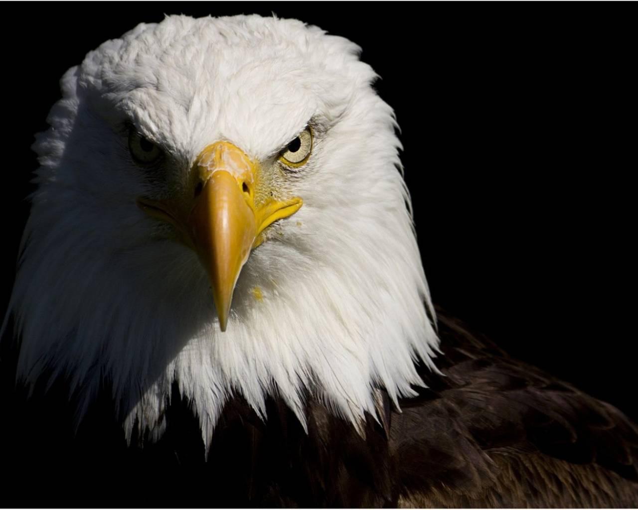 1280x1024 Eagle Wallpaper HD for Android