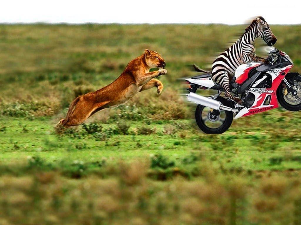 1024x768 Tiger Hunt Zebra Moto Funny Wallpaper HD, background, Free